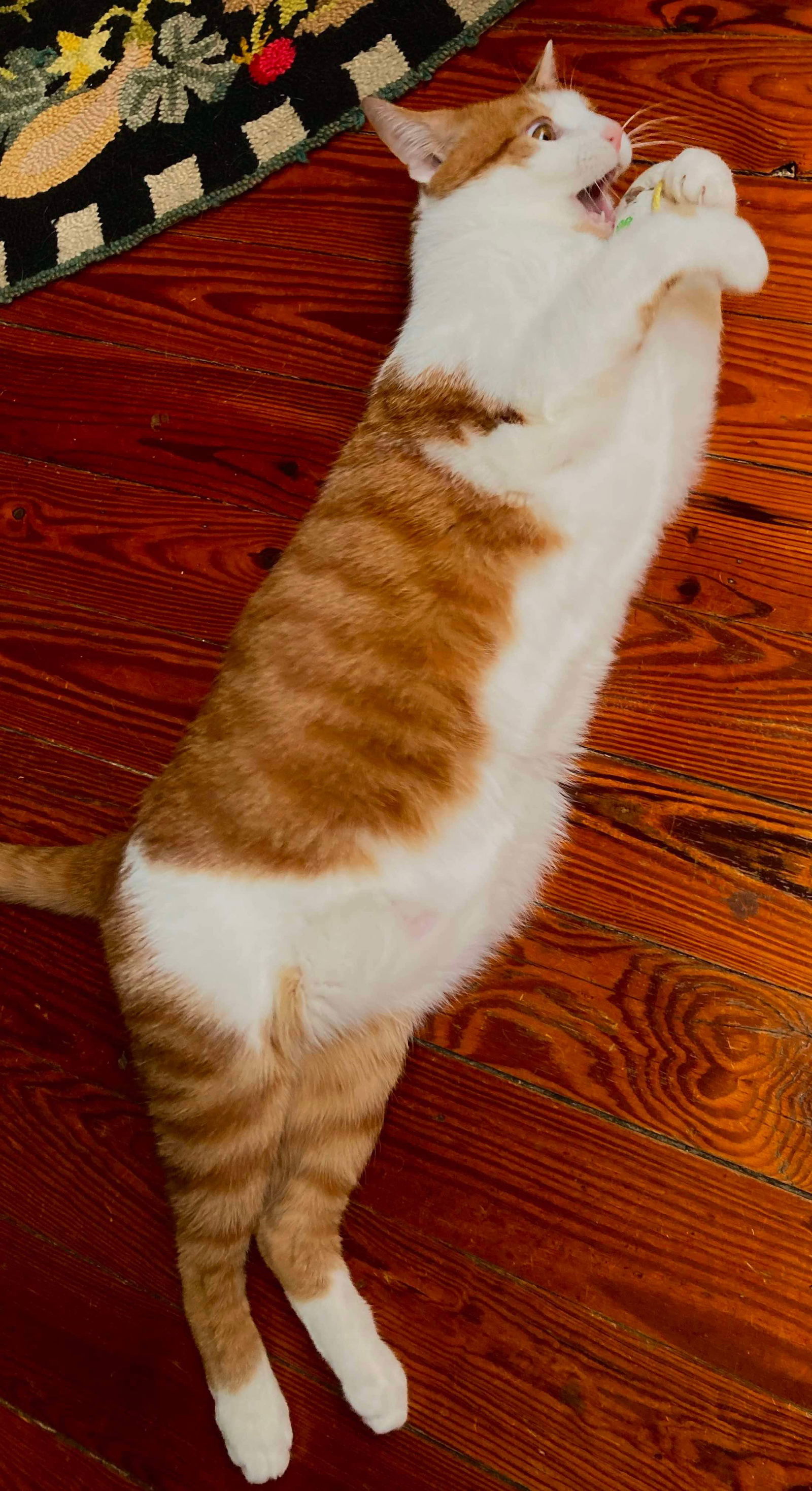 WALL-E, an adoptable Domestic Short Hair in Roxboro, NC, 27573 | Photo Image 3