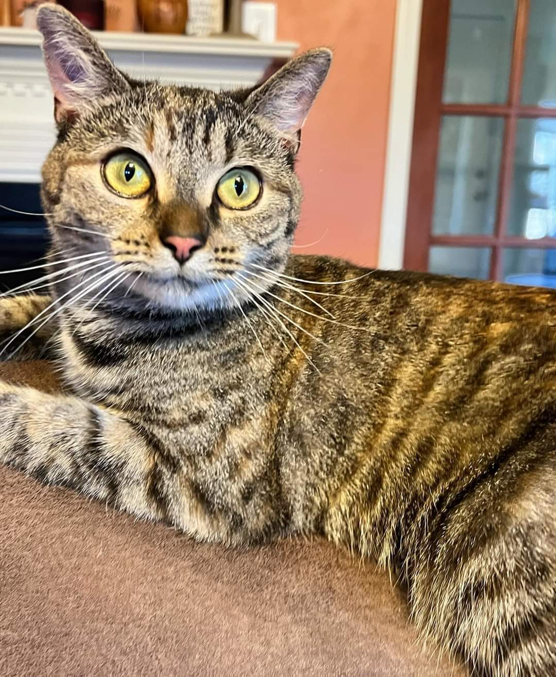 Lass, an adoptable Domestic Short Hair in Roxboro, NC, 27573 | Photo Image 1