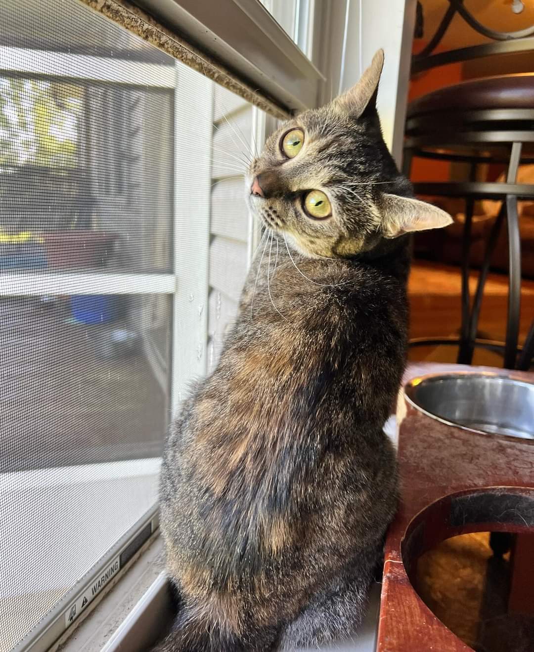 Lass, an adoptable Domestic Short Hair in Roxboro, NC, 27573 | Photo Image 3