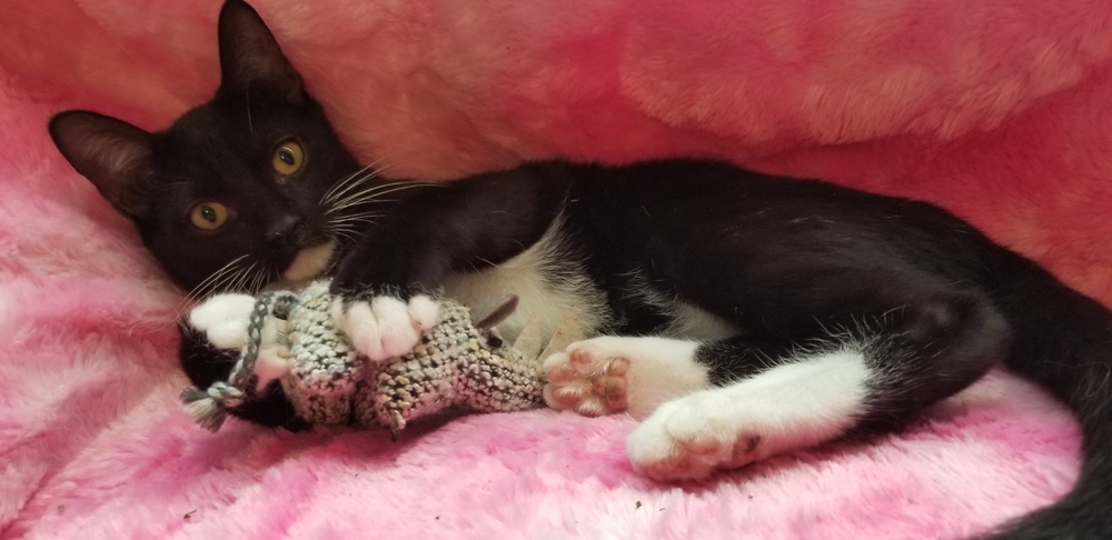 S'mores, an adoptable Domestic Short Hair in Ocala, FL, 34475 | Photo Image 1