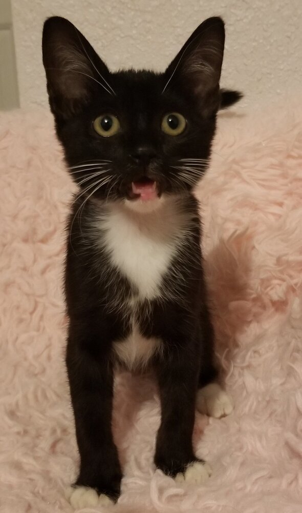 S'mores, an adoptable Domestic Short Hair in Ocala, FL, 34475 | Photo Image 2
