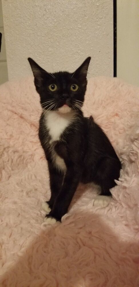 S'mores, an adoptable Domestic Short Hair in Ocala, FL, 34475 | Photo Image 3