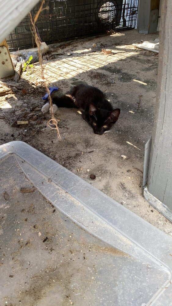 S'mores, an adoptable Domestic Short Hair in Ocala, FL, 34475 | Photo Image 4