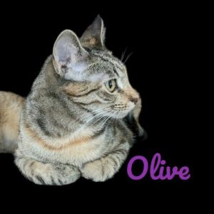 Olive Calico Cat