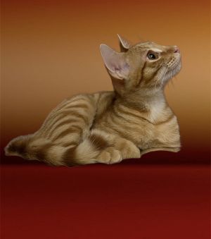 Caper Tabby Cat