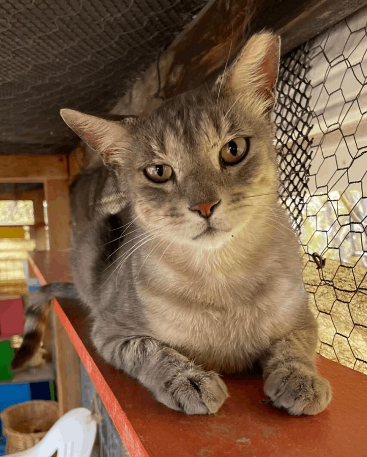 Lee, an adopted Domestic Short Hair & Tabby Mix in Williamsburg, NM_image-2