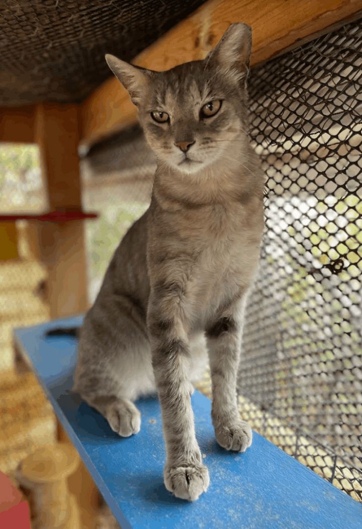 Lee, an adopted Domestic Short Hair & Tabby Mix in Williamsburg, NM_image-5
