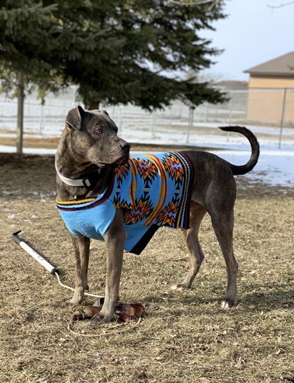 Ash Ketchum, an adoptable Mixed Breed in Appleton, WI, 54914 | Photo Image 4