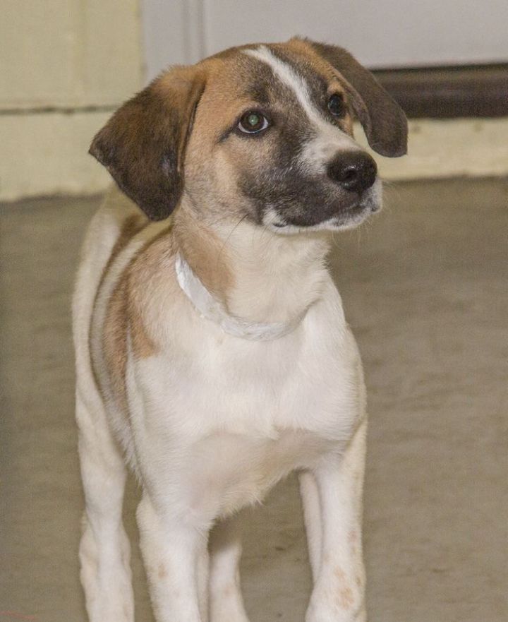 Great pyrenees hot sale bluetick coonhound mix