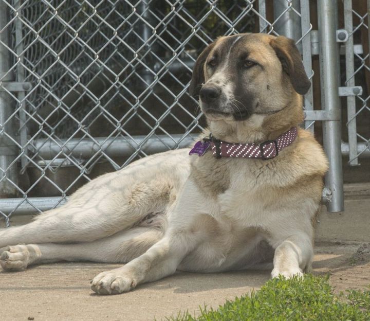 Great pyrenees bluetick coonhound 2024 mix