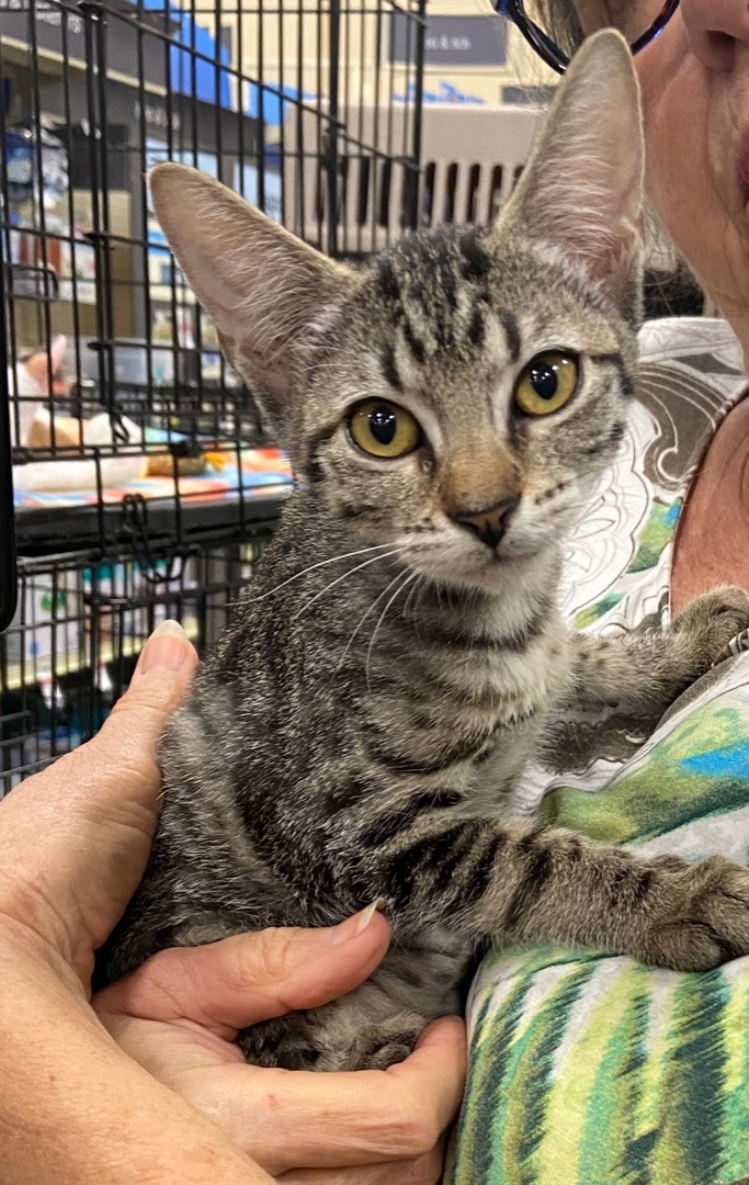 Cat for adoption Dolly Magnolia Petsense JH a Tabby in