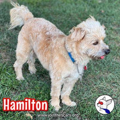 Hamilton, an adoptable Dandie Dinmont Terrier & Border Terrier Mix in Glendora, CA_image-3