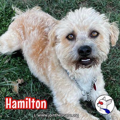 Hamilton, an adoptable Dandie Dinmont Terrier & Border Terrier Mix in Glendora, CA_image-5
