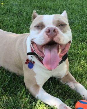 Zeus **Courtesy Listing**, Adult Male American Staffordshire Terrier