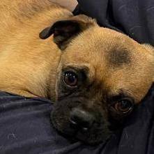 Dog for adoption - Oakley, a Pug Mix in Alvin, TX | Petfinder