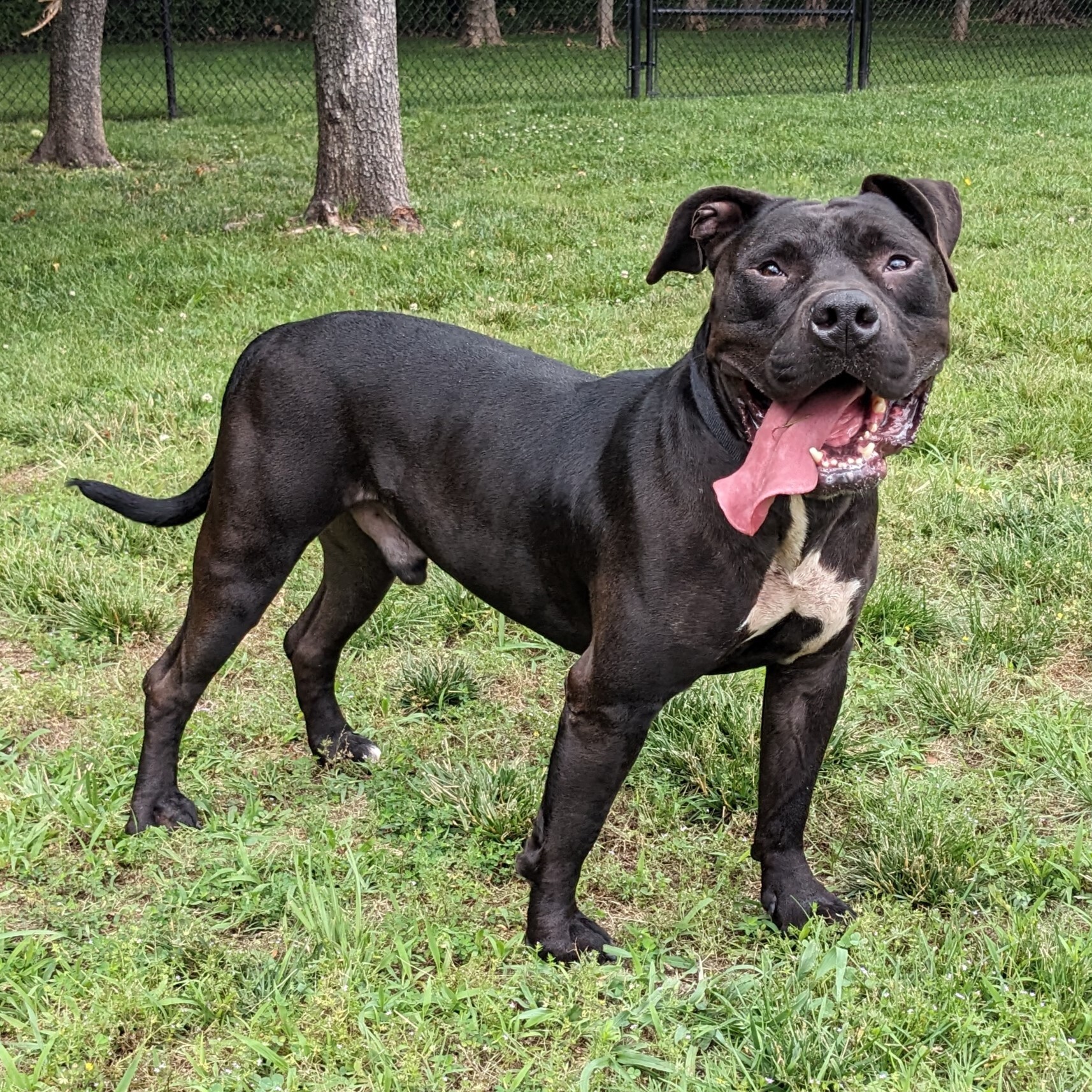 Dino, an adoptable Pit Bull Terrier, Terrier in Springfield, MO, 65803 | Photo Image 3