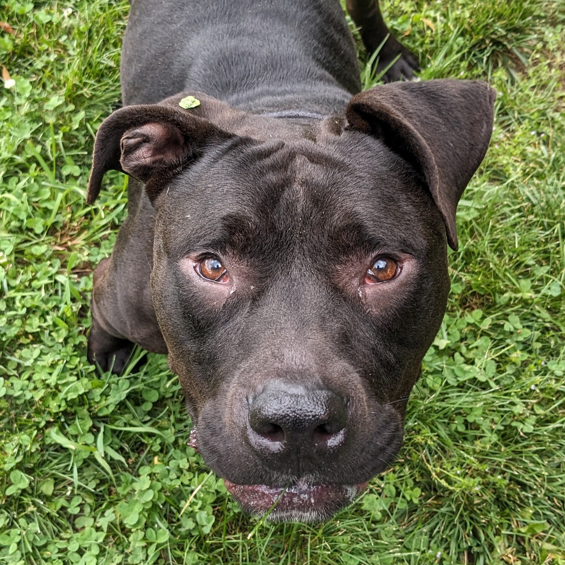 Dino, an adoptable Pit Bull Terrier, Terrier in Springfield, MO, 65803 | Photo Image 6