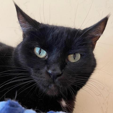 Fabiana, an adoptable Domestic Short Hair in Tucson, AZ, 85711 | Photo Image 1