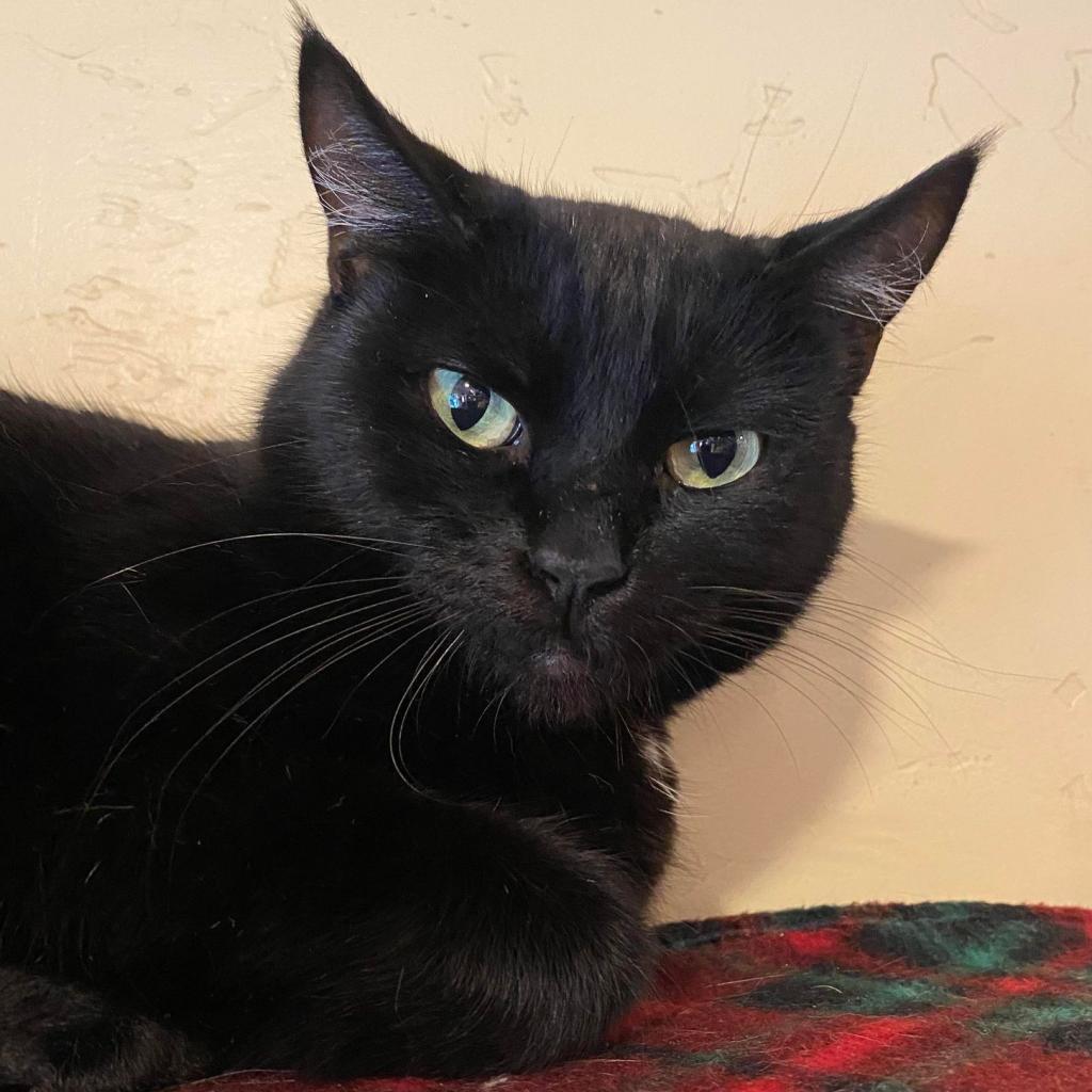 Fabiana, an adoptable Domestic Short Hair in Tucson, AZ, 85711 | Photo Image 2