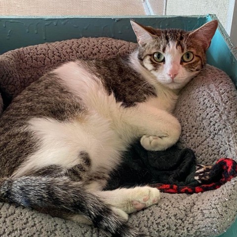 Fossa, an adoptable Domestic Short Hair in Tucson, AZ, 85711 | Photo Image 1