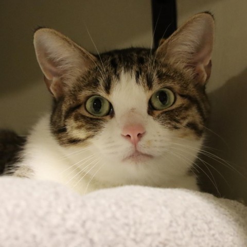 Fossa, an adoptable Domestic Short Hair in Tucson, AZ, 85711 | Photo Image 1