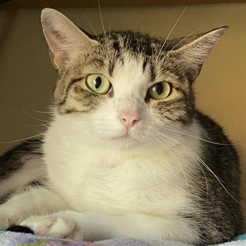 Fossa, an adoptable Domestic Short Hair in Tucson, AZ, 85711 | Photo Image 3