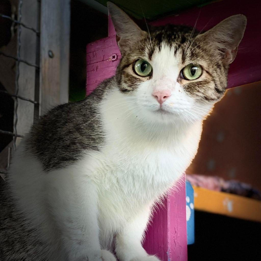 Fossa, an adoptable Domestic Short Hair in Tucson, AZ, 85711 | Photo Image 4