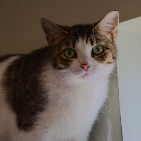 Fossa, an adoptable Domestic Short Hair in Tucson, AZ, 85711 | Photo Image 5