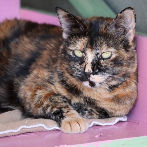 Hostess, an adoptable Domestic Short Hair in Tucson, AZ, 85711 | Photo Image 1