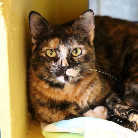 Hostess, an adoptable Domestic Short Hair in Tucson, AZ, 85711 | Photo Image 2