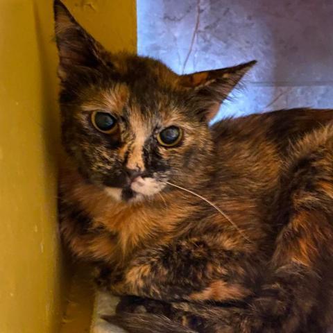 Hostess, an adoptable Domestic Short Hair in Tucson, AZ, 85711 | Photo Image 3