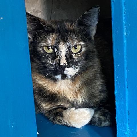 Hostess, an adoptable Domestic Short Hair in Tucson, AZ, 85711 | Photo Image 4