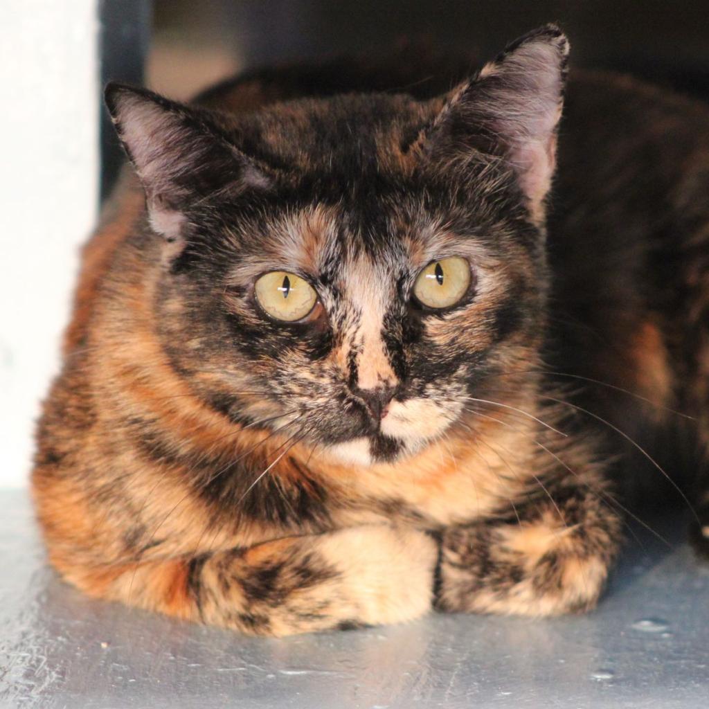 Hostess, an adoptable Domestic Short Hair in Tucson, AZ, 85711 | Photo Image 4