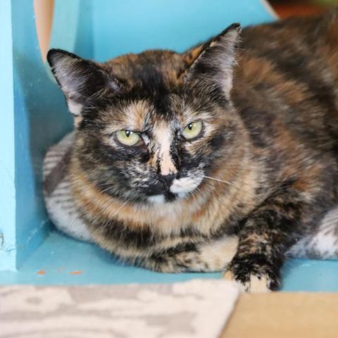 Hostess, an adoptable Domestic Short Hair in Tucson, AZ, 85711 | Photo Image 6