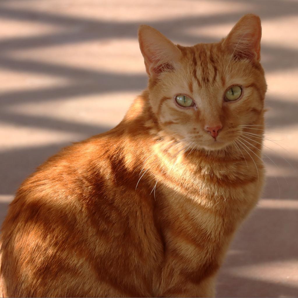 Nindara, an adoptable Domestic Short Hair in Tucson, AZ, 85711 | Photo Image 2