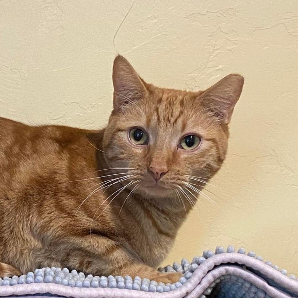 Nindara, an adoptable Domestic Short Hair in Tucson, AZ, 85711 | Photo Image 3