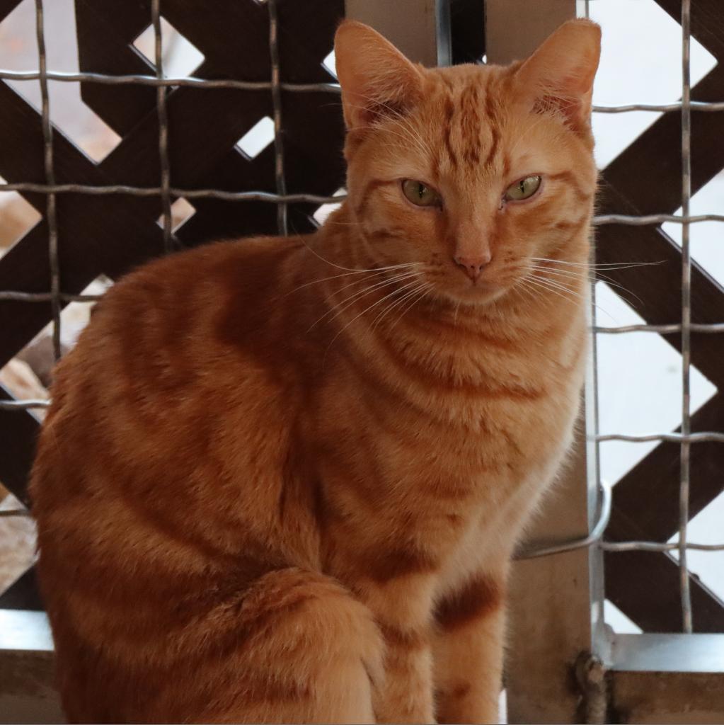 Nindara, an adoptable Domestic Short Hair in Tucson, AZ, 85711 | Photo Image 5