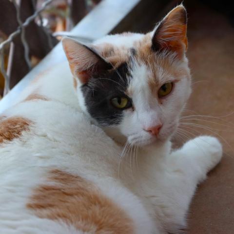 Tempo, an adoptable Domestic Short Hair in Tucson, AZ, 85711 | Photo Image 1