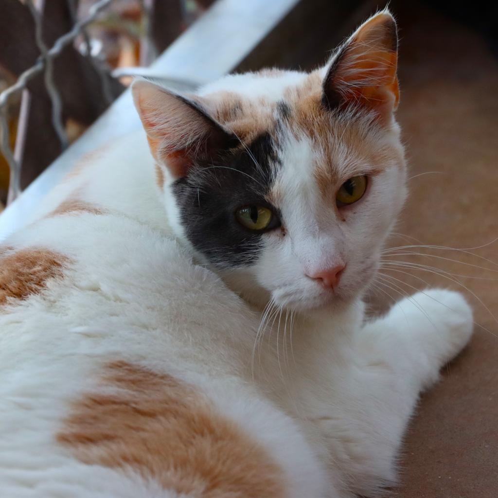 Tempo, an adoptable Domestic Short Hair in Tucson, AZ, 85711 | Photo Image 1