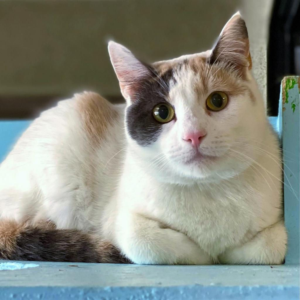 Tempo, an adoptable Domestic Short Hair in Tucson, AZ, 85711 | Photo Image 2