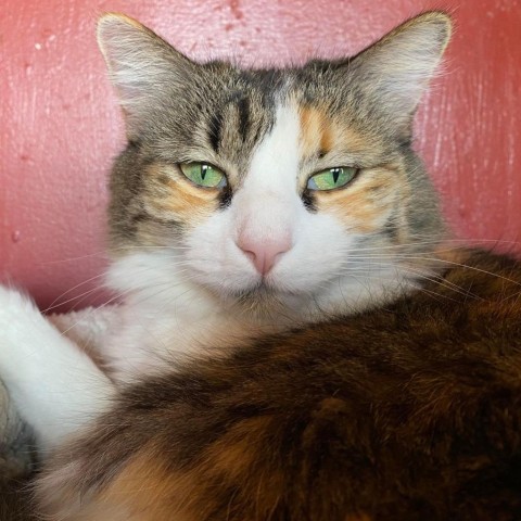 Tarah, an adoptable Domestic Medium Hair in Tucson, AZ, 85711 | Photo Image 1