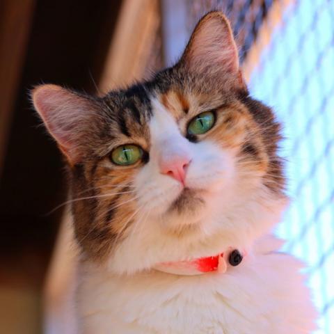 Tarah, an adoptable Domestic Medium Hair in Tucson, AZ, 85711 | Photo Image 2