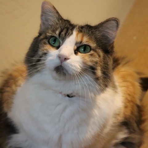 Tarah, an adoptable Domestic Medium Hair in Tucson, AZ, 85711 | Photo Image 3