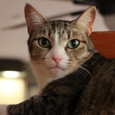 Castle, an adoptable Domestic Short Hair in Tucson, AZ, 85711 | Photo Image 1