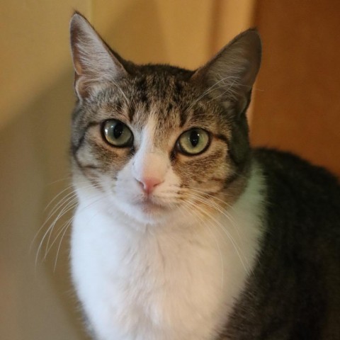 Castle, an adoptable Domestic Short Hair in Tucson, AZ, 85711 | Photo Image 2