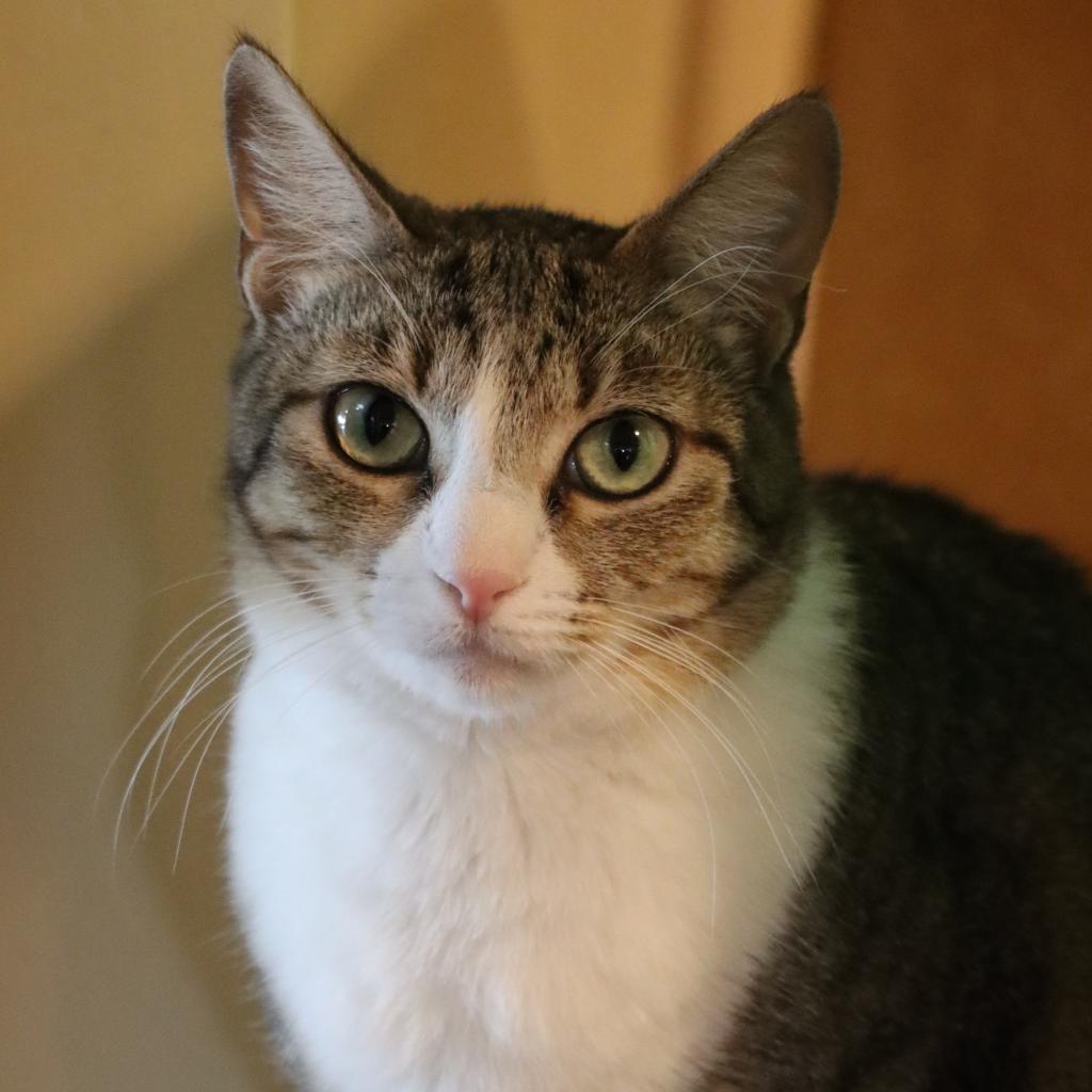 Castle, an adoptable Domestic Short Hair in Tucson, AZ, 85711 | Photo Image 3