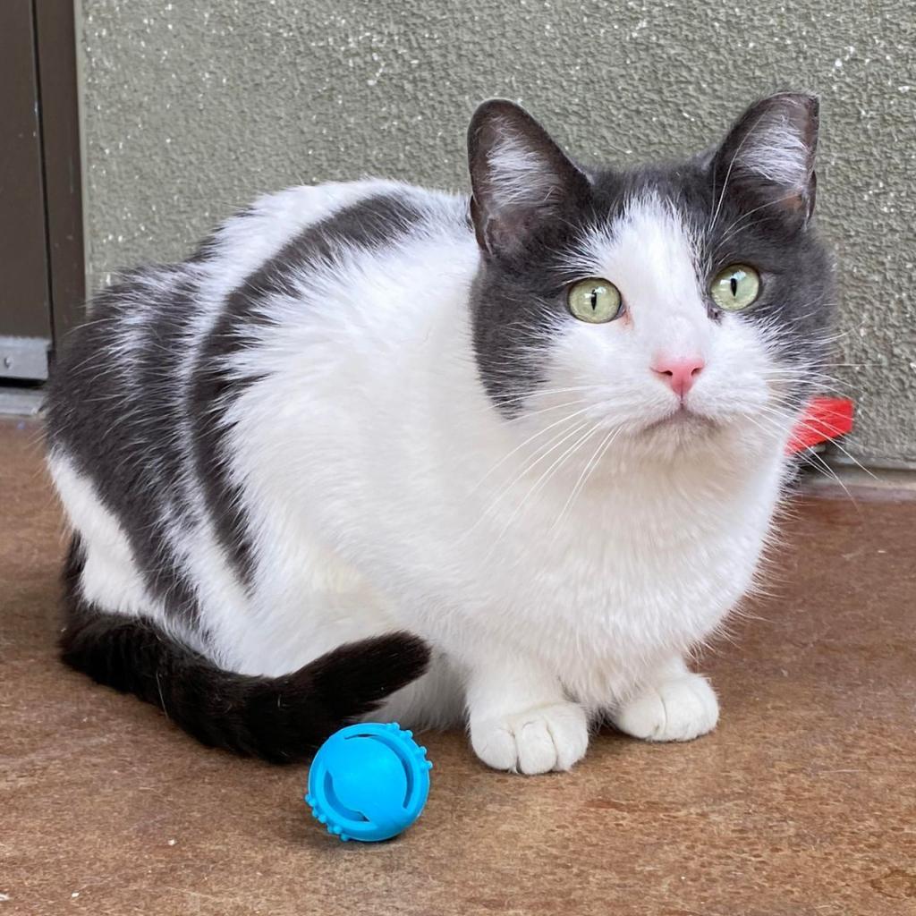 Staedmon, an adoptable Domestic Short Hair in Tucson, AZ, 85711 | Photo Image 1