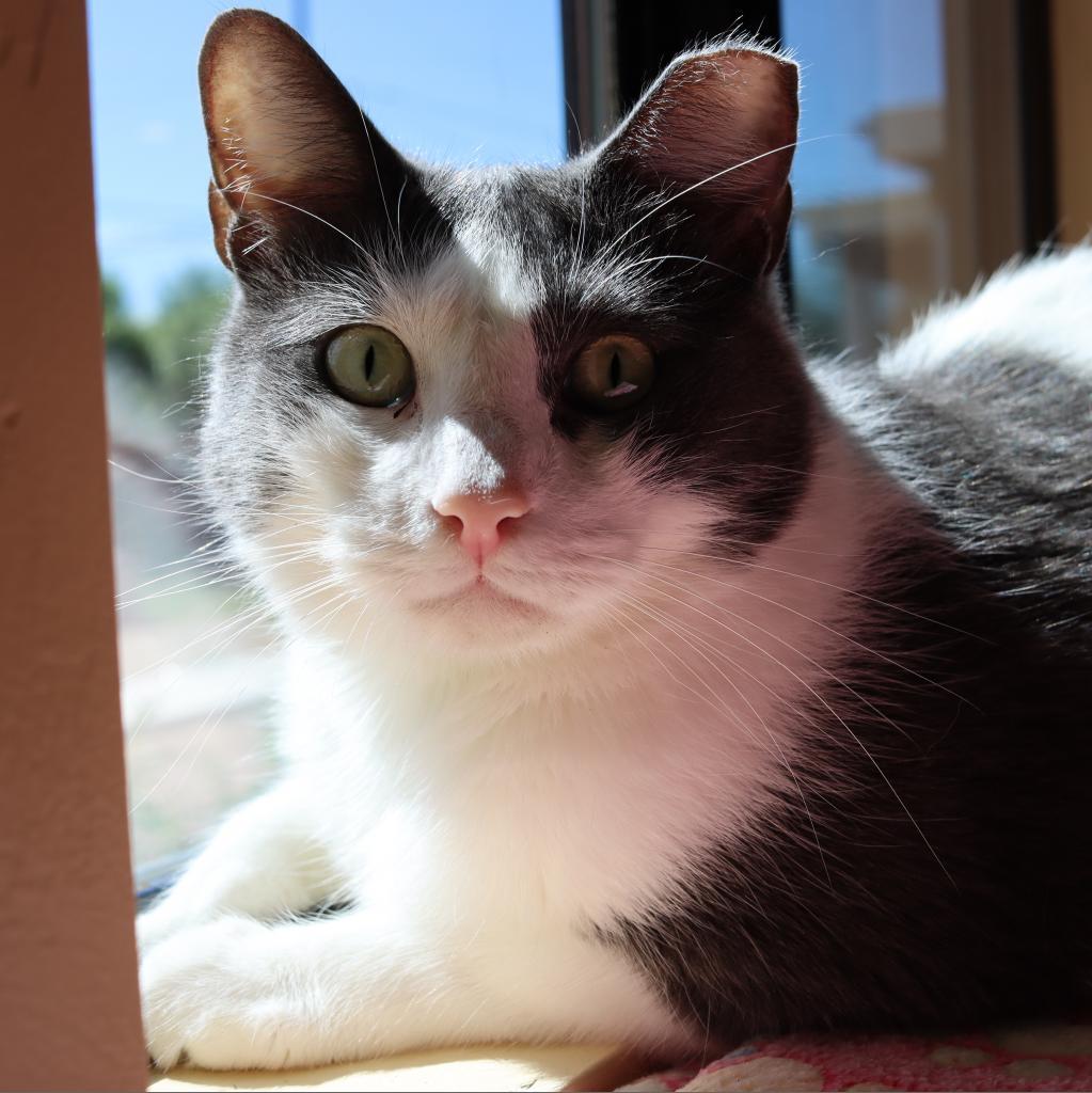 Staedmon, an adoptable Domestic Short Hair in Tucson, AZ, 85711 | Photo Image 2