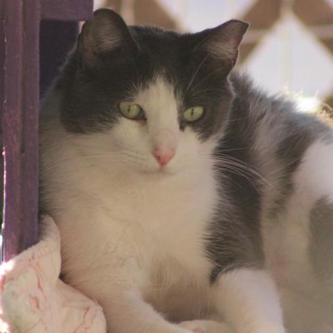 Staedmon, an adoptable Domestic Short Hair in Tucson, AZ, 85711 | Photo Image 3