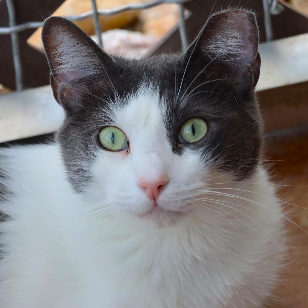 Staedmon, an adoptable Domestic Short Hair in Tucson, AZ, 85711 | Photo Image 3